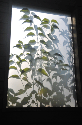 c0093046_734634.gif