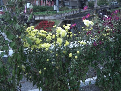 菊祭りまじかの毘沙門様_a0084753_17192076.jpg