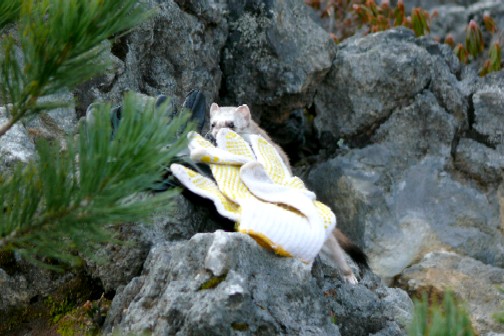 f0000866_37392.jpg