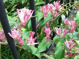 c0117898_1044235.jpg