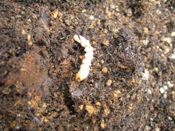 c0117898_10462272.jpg