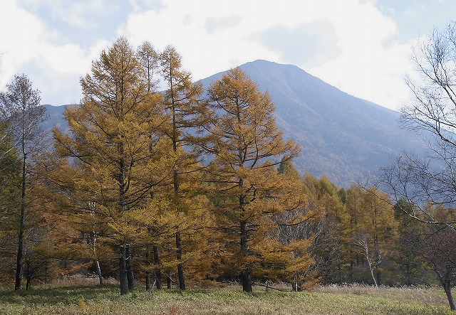 【紅葉の奥日光】ＮＯ－５　唐松・落葉松‐寂しかりけれ・・_e0039703_1752312.jpg