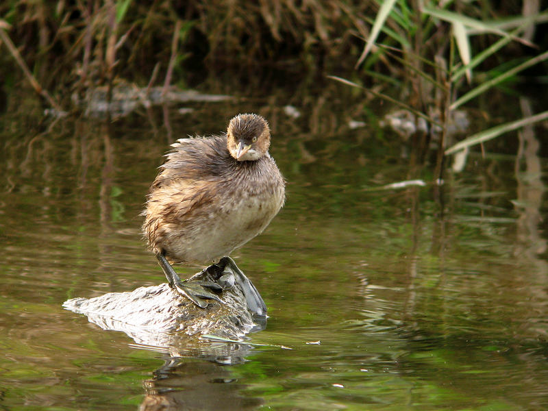 カイツブリ_f0051915_6343614.jpg