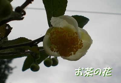 b0141916_1951587.jpg