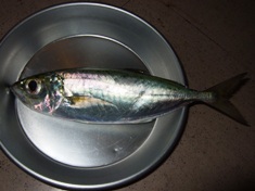夜釣り~♪_a0043520_8564266.jpg