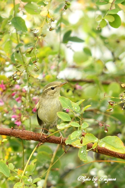 雨の日の鳥_f0037633_1819528.jpg