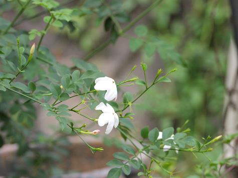 c0109235_2373267.jpg