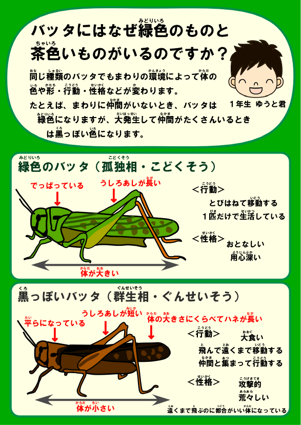 バッタにはなぜ緑色のものと茶色いものがあるのですか メンデル工房 サイエンス教室 吉祥寺校