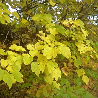 里の紅葉、山の黄葉_b0133243_1113583.jpg