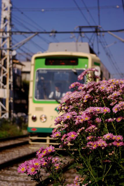 東京街撮り　その４　　　　都電荒川線　　_b0133447_12395043.jpg