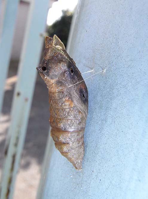 アオムシコバチ 公園昆虫記