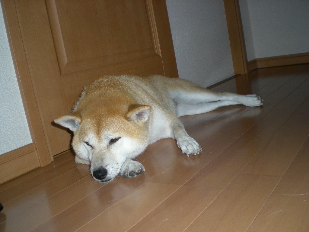 2008年10月24日(金)愛ちゃんが心ちゃんにお説教!_f0060461_16553186.jpg