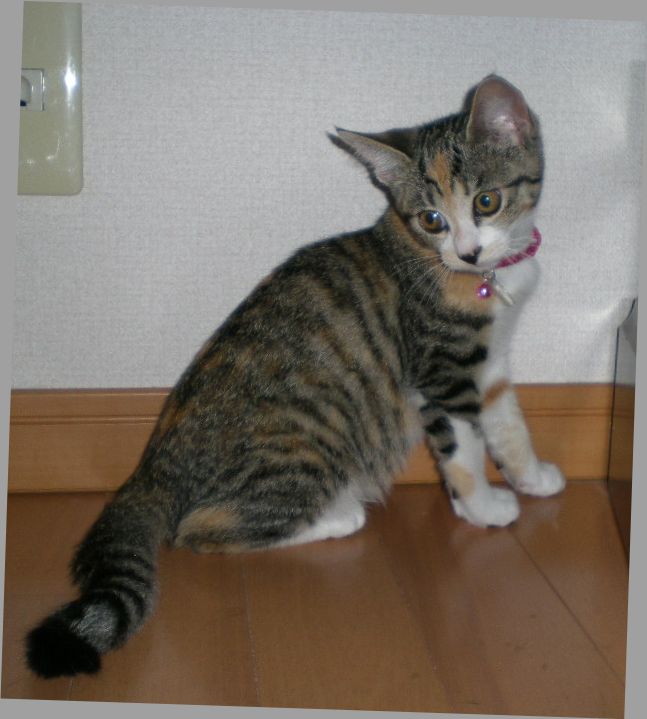 2008年10月24日(金)愛ちゃんが心ちゃんにお説教!_f0060461_1655519.jpg