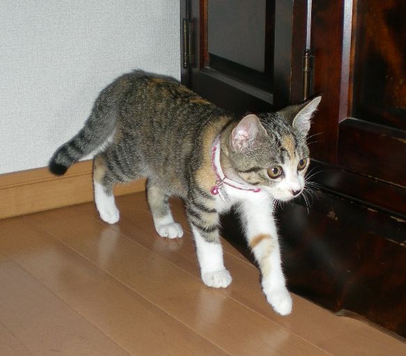 2008年10月24日(金)愛ちゃんが心ちゃんにお説教!_f0060461_17134864.jpg