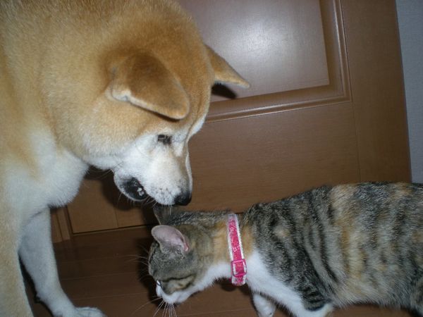 2008年10月24日(金)愛ちゃんが心ちゃんにお説教!_f0060461_1714654.jpg