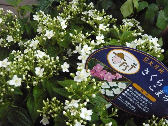 ちょっと、お疲れモード_b0137969_1755458.jpg