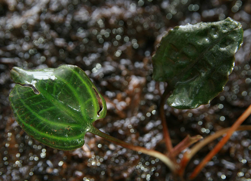 クリプトコリネ sp. kpg Desa Musai リンガ島(1)_f0036072_2061699.jpg