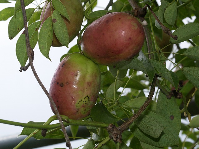 b0135573_15203410.jpg