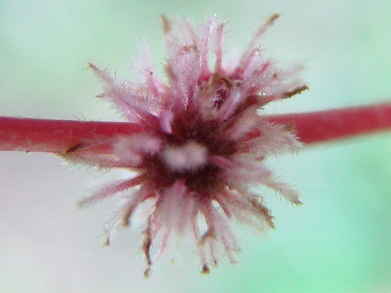 クサコアカソ(草小赤麻)_c0085874_2349451.jpg