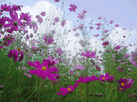 c0149475_1517124.gif