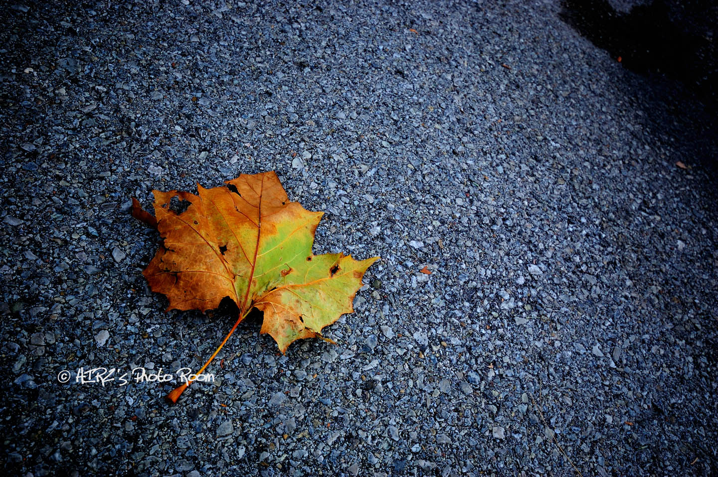 Fallen Leaf_f0142283_9172627.jpg