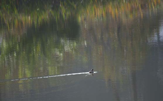 c0177785_521264.jpg