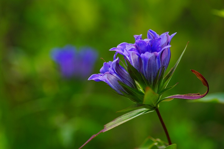 秋の花　リンドウ_f0012488_0325166.jpg