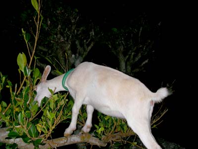 動物、サンゴの塀の上で_c0108695_1315376.jpg