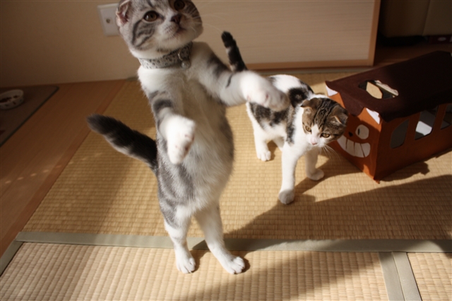 おかしな写真集 スコとラグ ぬいぐるみみたいな猫たち おかしな写真集 スコとラグ ぬいぐるみみたいな猫たち