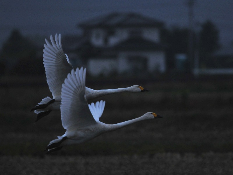 白鳥たちがやって来た！_e0103903_18494890.jpg