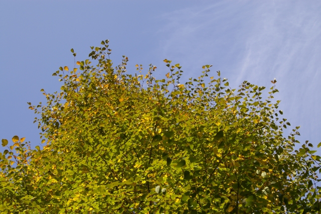 c0156908_0163736.jpg