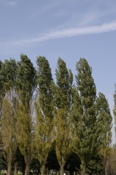 c0156908_016951.jpg