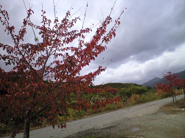 紅葉の葉_d0099708_924648.jpg