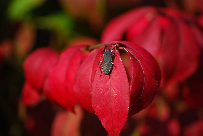 It is just autumn color. _b0128609_23451820.jpg