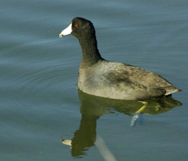 Shore birds_d0139709_3172227.jpg