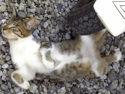 NewComer_d0130115_22453332.jpg