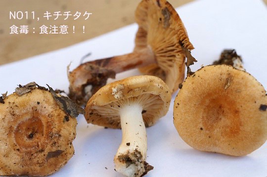 森のきのこ実物鑑定結果速報／自然環境保全センターにて。《P-3》_b0033423_653024.jpg