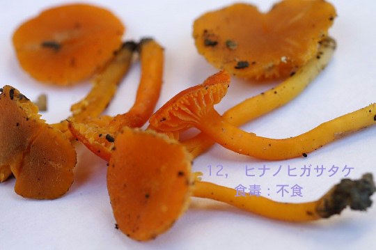 森のきのこ実物鑑定結果速報／自然環境保全センターにて。《P-3》_b0033423_6532781.jpg