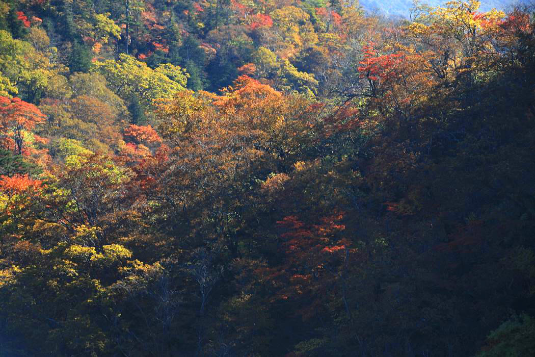 紅葉を追って 「吾妻山」編_d0106628_9504665.jpg