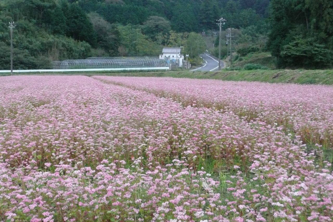 赤いそばの花_e0033229_19454670.jpg