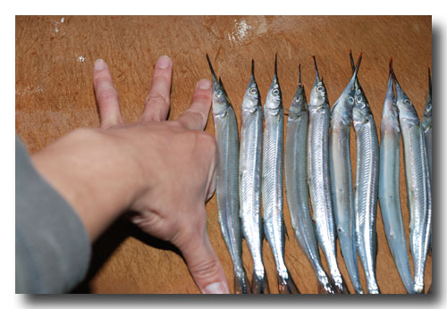 サヨリの干物 細魚 針魚の丸干しを作りました メチャウマ 魚屋三代目日記