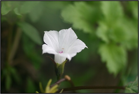 身近なヒルガオ科の花達_e0091347_20341259.jpg