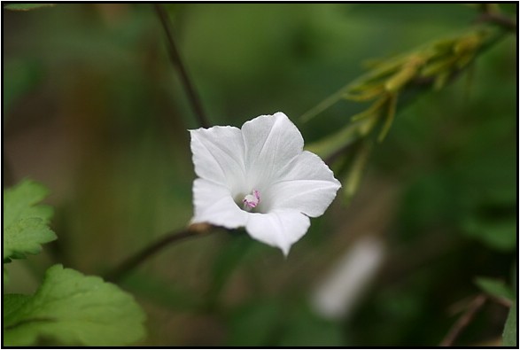 身近なヒルガオ科の花達_e0091347_20342695.jpg