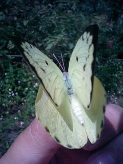 加計呂麻島のウスキシロチョウ_f0161552_930135.jpg