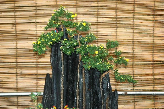 　　菊 花 展_b0093754_23561098.jpg