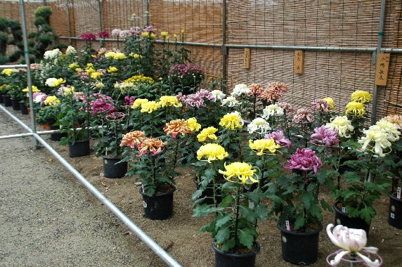 　　菊 花 展_b0093754_23562118.jpg