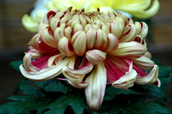 　　菊 花 展_b0093754_2357089.jpg