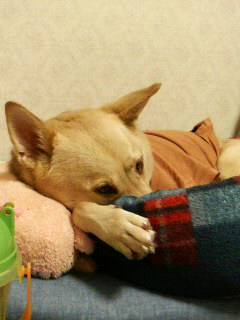 2008.10.25 秋真っ只中_d0038458_11374562.jpg