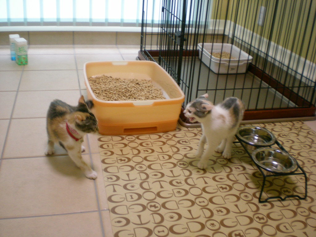 2008年10月25日(土)心ちゃんはシャイな子?_f0060461_2032319.jpg