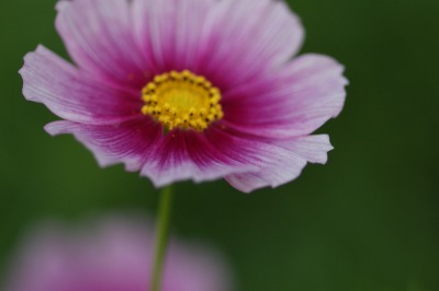 コスモス 日の丸とハッピーリング 月下 桜 の 世界 コスモス 日の丸とハッピーリング 月下 桜 の 世界
